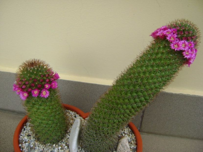 Mammillaria backebergiana - Cactusi 2017