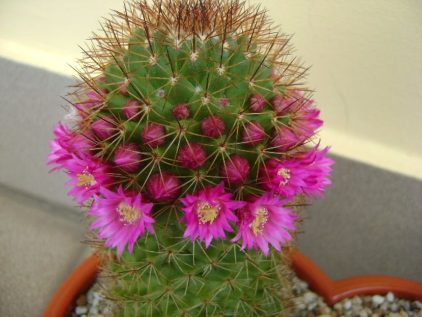 Mammillaria backebergiana - Cactusi 2017