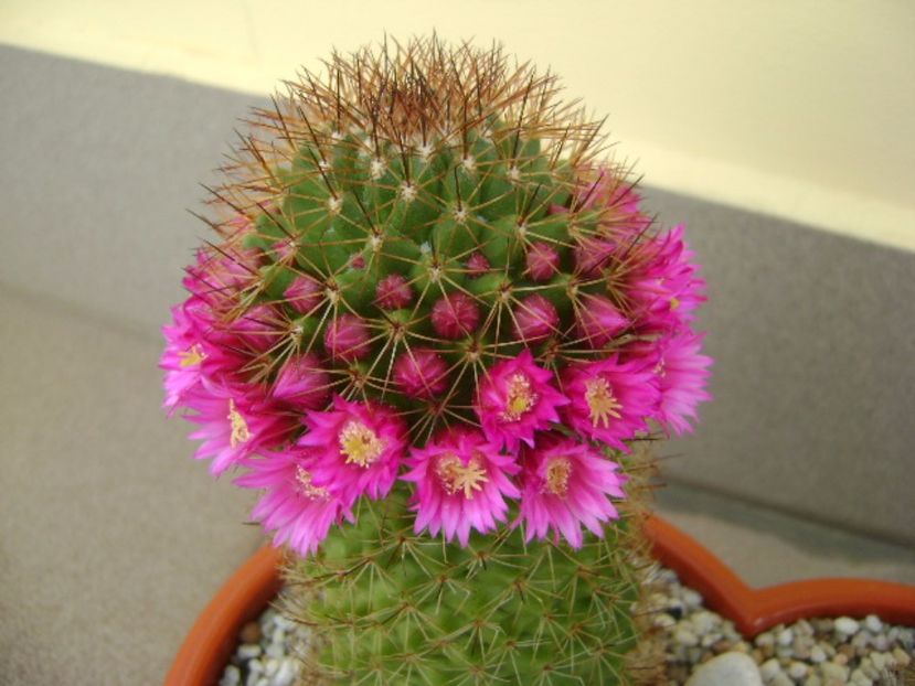 Mammillaria backebergiana - Cactusi 2017