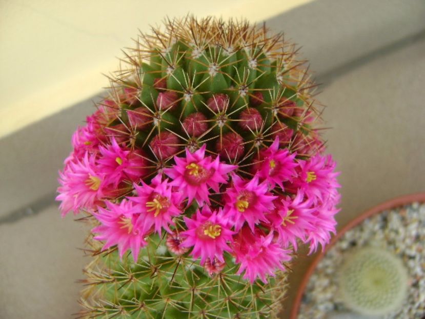 Mammillaria backebergiana - Cactusi 2017