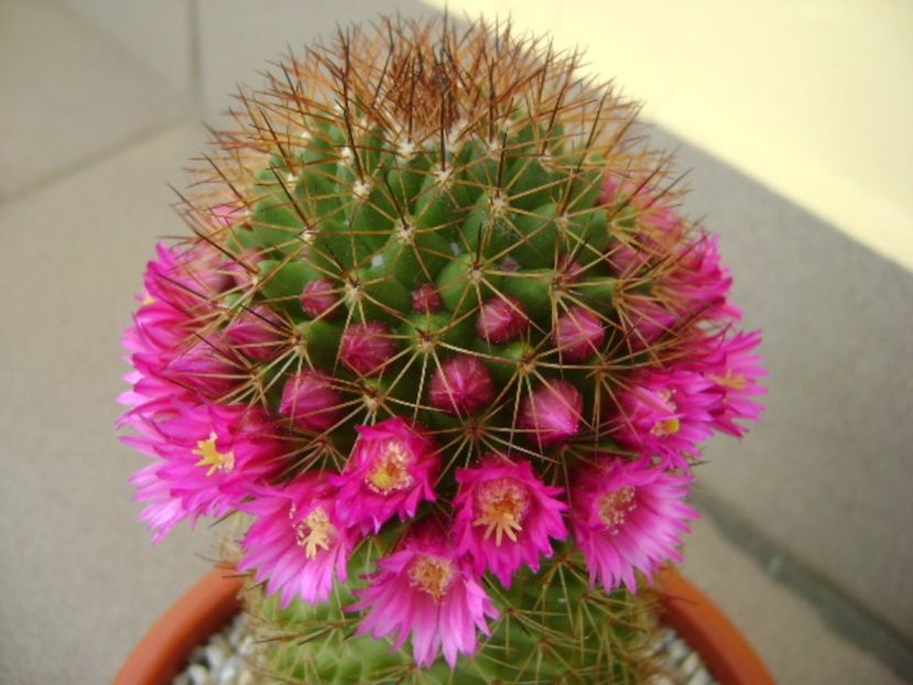 Mammillaria backebergiana - Cactusi 2017
