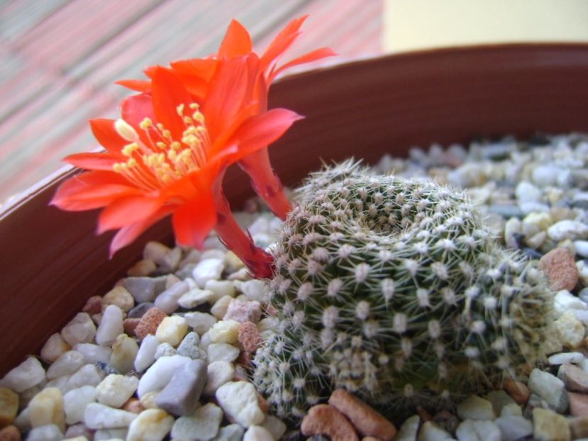 Rebutia krainziana - Cactusi 2017