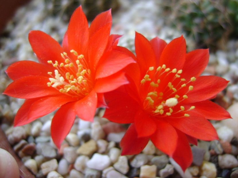 Rebutia krainziana - Cactusi 2017