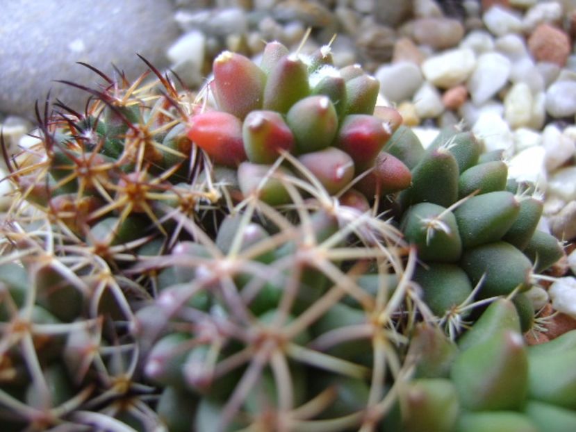 Mammillaria polythele cv. Stachellos & Mammillaria polythele ssp. obconella - Cactusi 2017