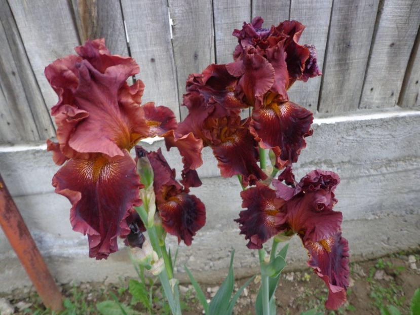  - FLORI DE GRADINA 2017