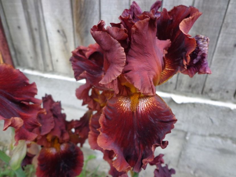  - FLORI DE GRADINA 2017