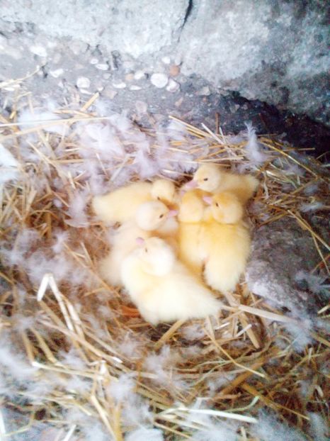 6 bulgarasi de aur - Rata 2