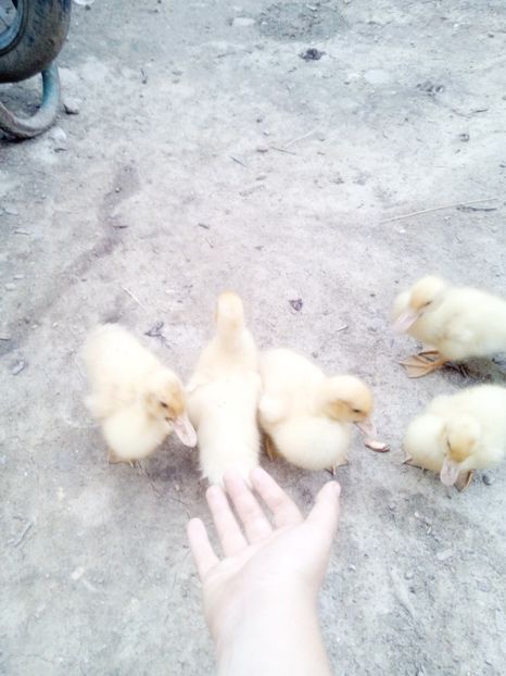 Micutii curiosi - Alta incercare