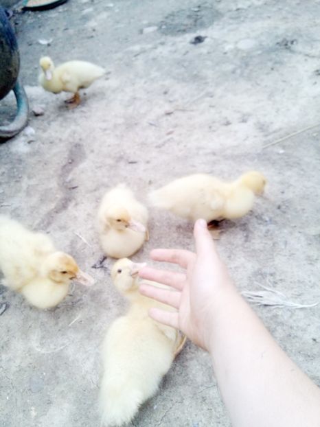 cu degetul stapanului - Alta incercare