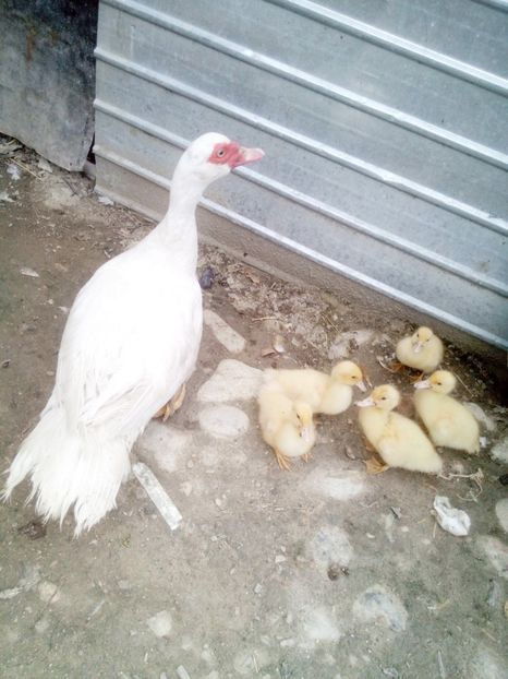 Cu mămica - Alta incercare