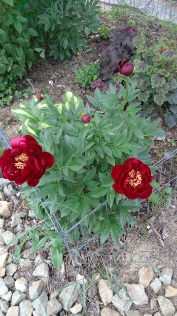 buckeye belle - 2016 - 2017 Bujori