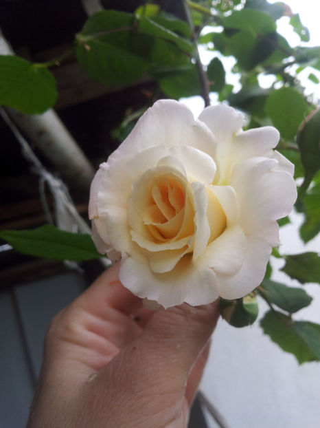  - Aloha - Kordes
