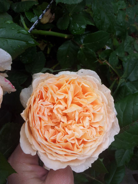  - Crown Princess Margareta