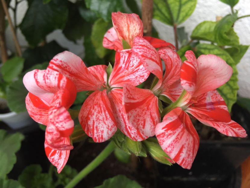 Mosaic Red - Muscate colectie