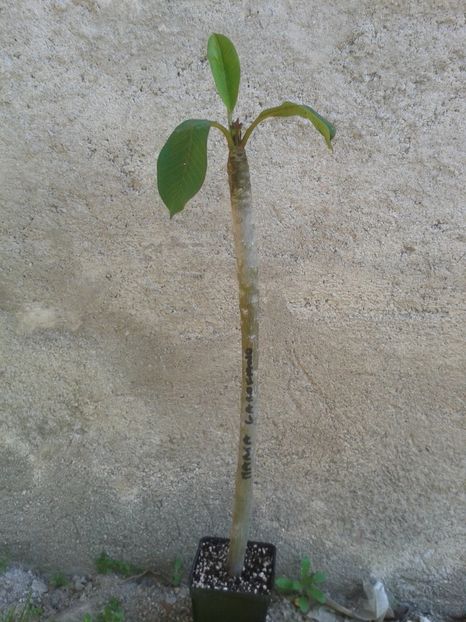 Maria Garofano - MARIA GAROFANO