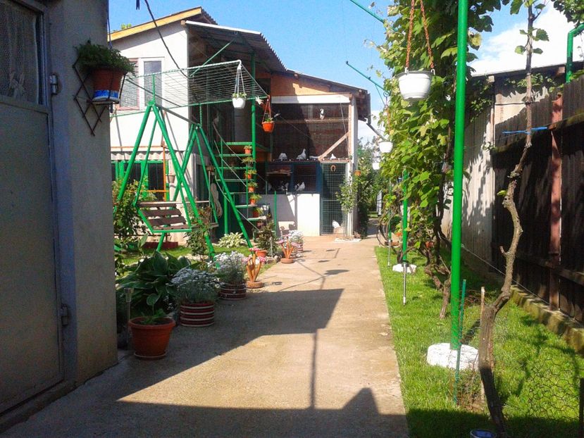 Fotografie-1430 - Gradina mea