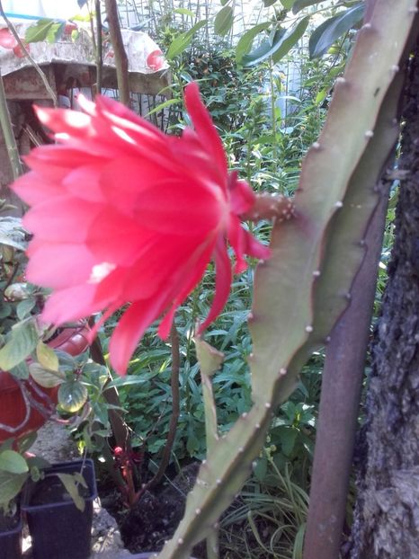  - Flori de gradina 2017