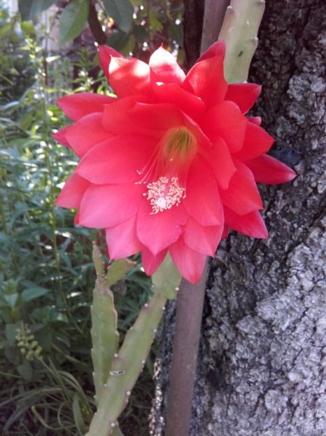  - Flori de gradina 2017