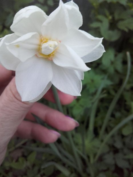  - Flori de gradina 2017