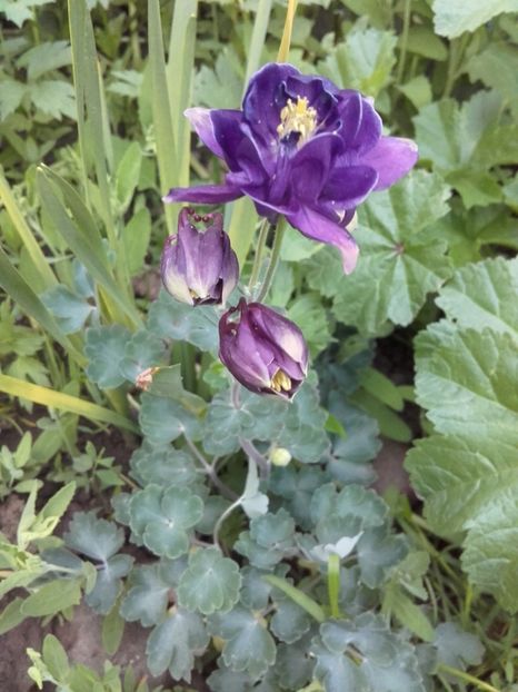  - Flori de gradina 2017