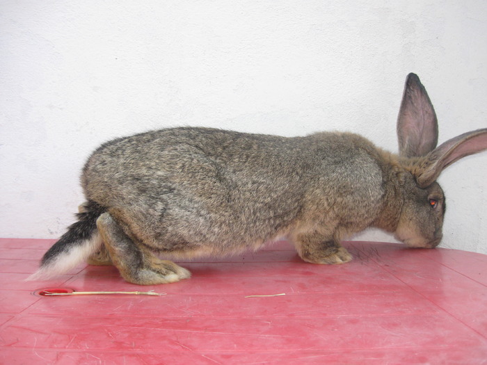 IMG_3302 - iepuri Urias German