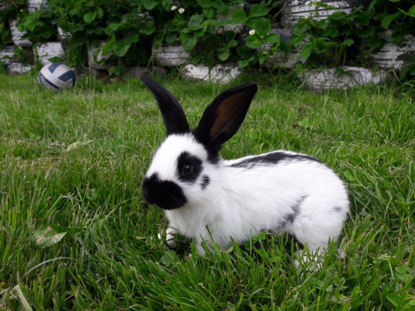 3sapt - Cuib 17-04-2017