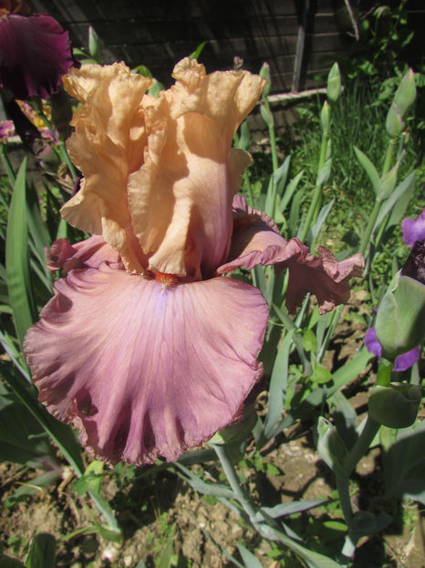 Looking Beautiful - A Irisi 2017