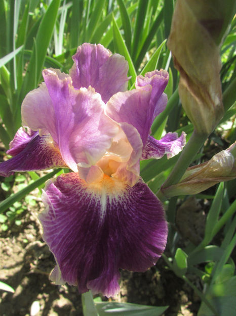 TELEPATHY - A Irisi 2017