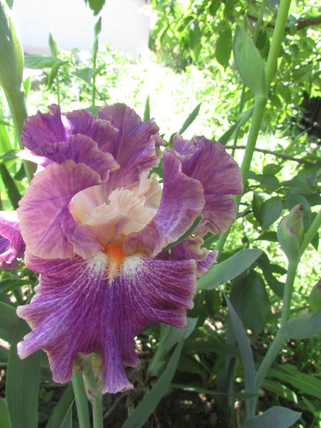 Fancy-Woman - A Irisi 2017