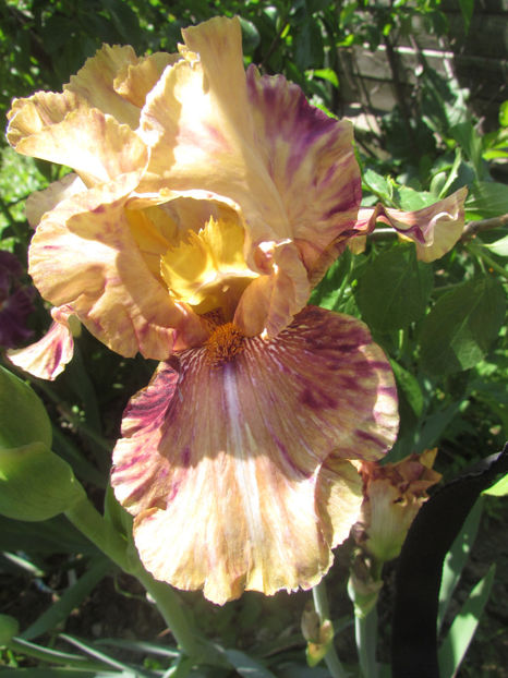 On Smail Step - A Irisi 2017