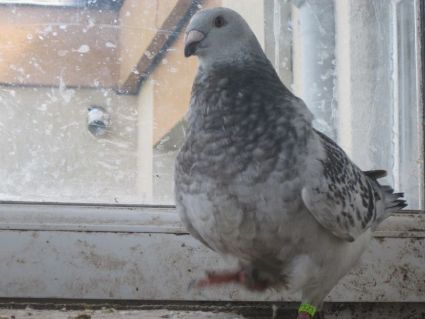 M 2017 - PUII 2017 DIN LA FABRICA