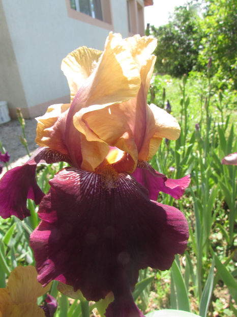 Soft Jazz - A Irisi 2017