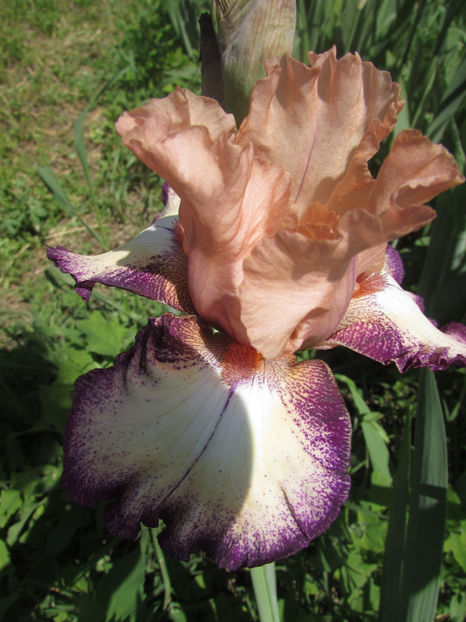 MORNING MOOD - A Irisi 2017