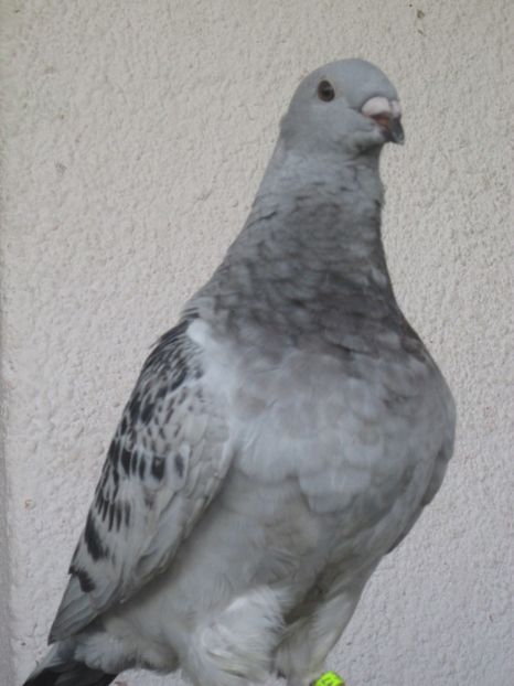 F2017 - PUII 2017 DIN LA FABRICA