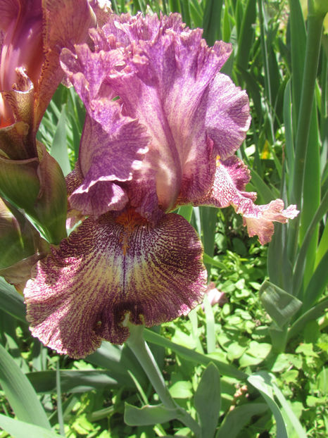 Columbia The Gem - A Irisi 2017