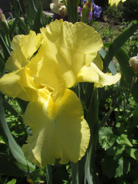 Sweet Lemonade - A Irisi 2017