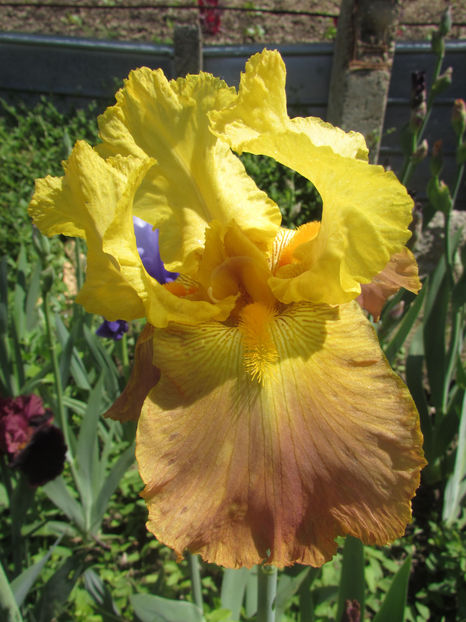 Ming Dinasty - A Irisi 2017