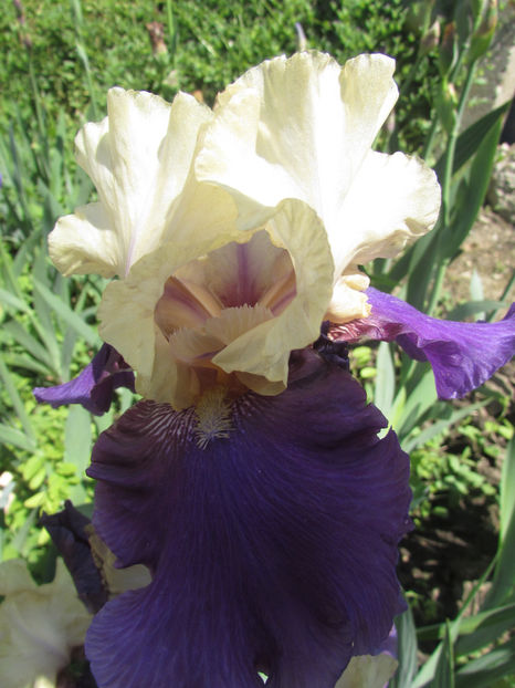 Evening Drama - A Irisi 2017