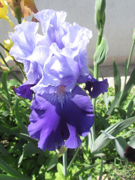 Nordic Seas - A Irisi 2017