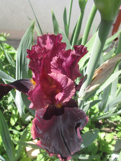 Strozzapreti - A Irisi 2017