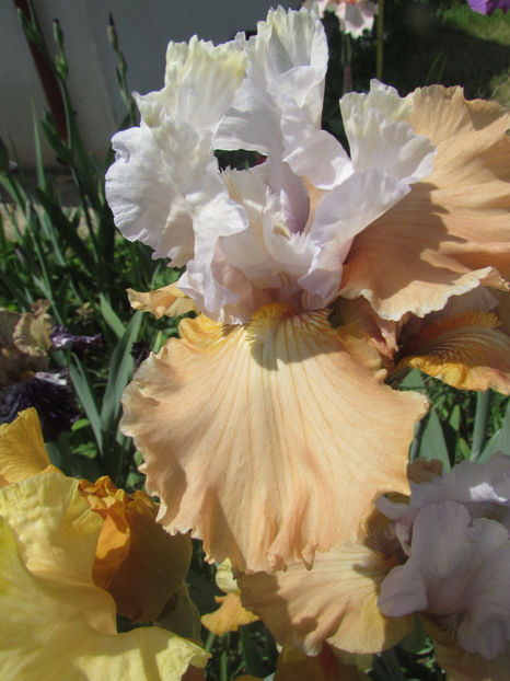 Champagne Elegance - A Irisi 2017