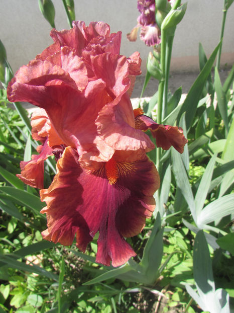 Drinks at sunset - A Irisi 2017