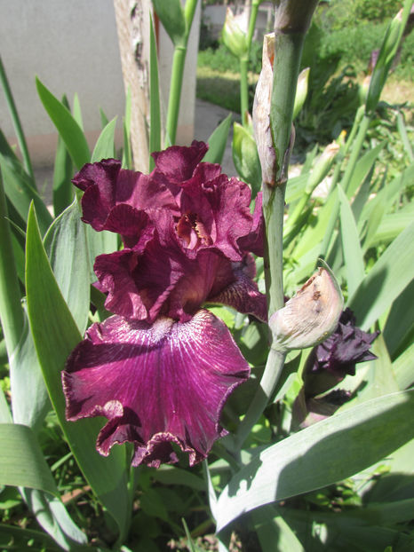 Pep rally - A Irisi 2017