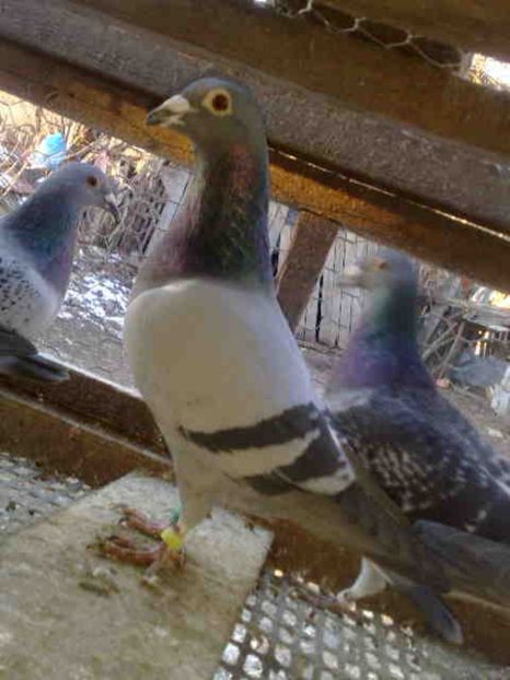 66-mascul-150 lei - X-Porumbei vinduti