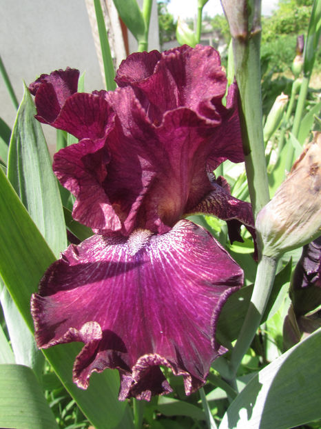 Pep rally - A Irisi 2017