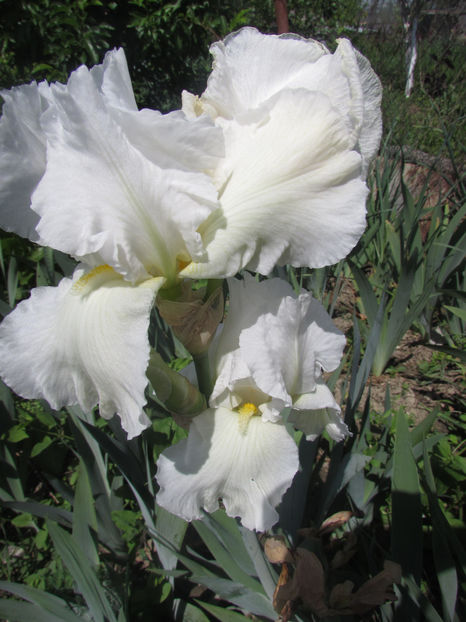 Blanket of Snow - A Irisi 2017