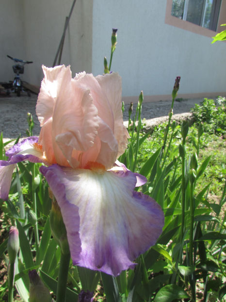 Planet Treasure - A Irisi 2017