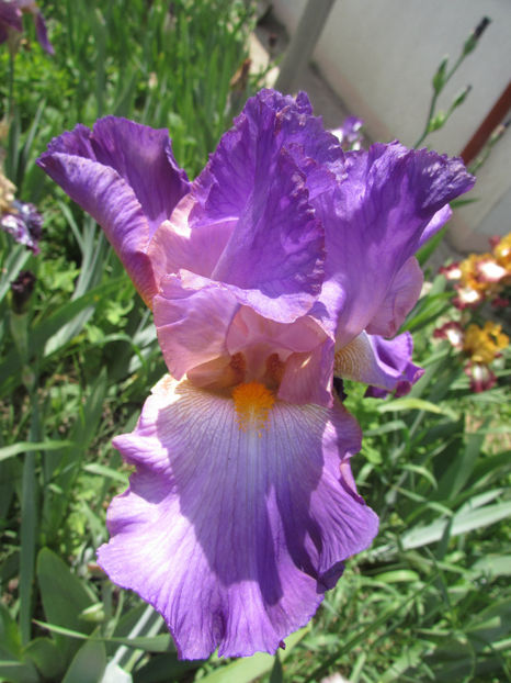 Extravagant - A Irisi 2017