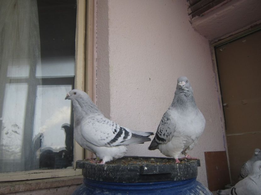 CRISTIANO&PARADIS - CUPLURI PENTRU 2017