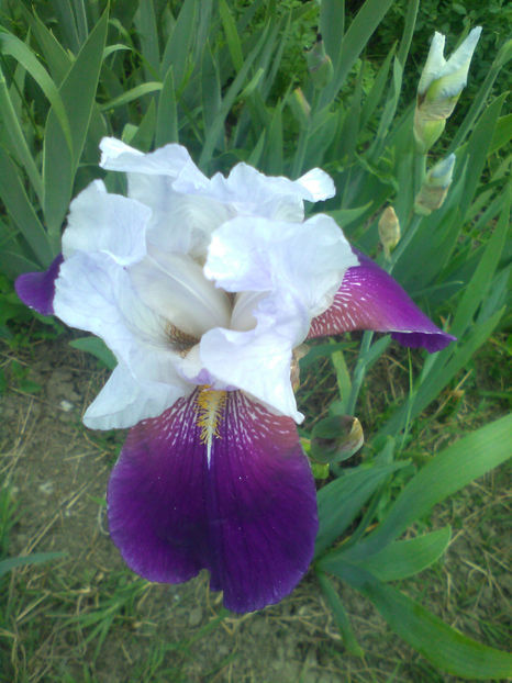 Wabach - A Irisi 2017